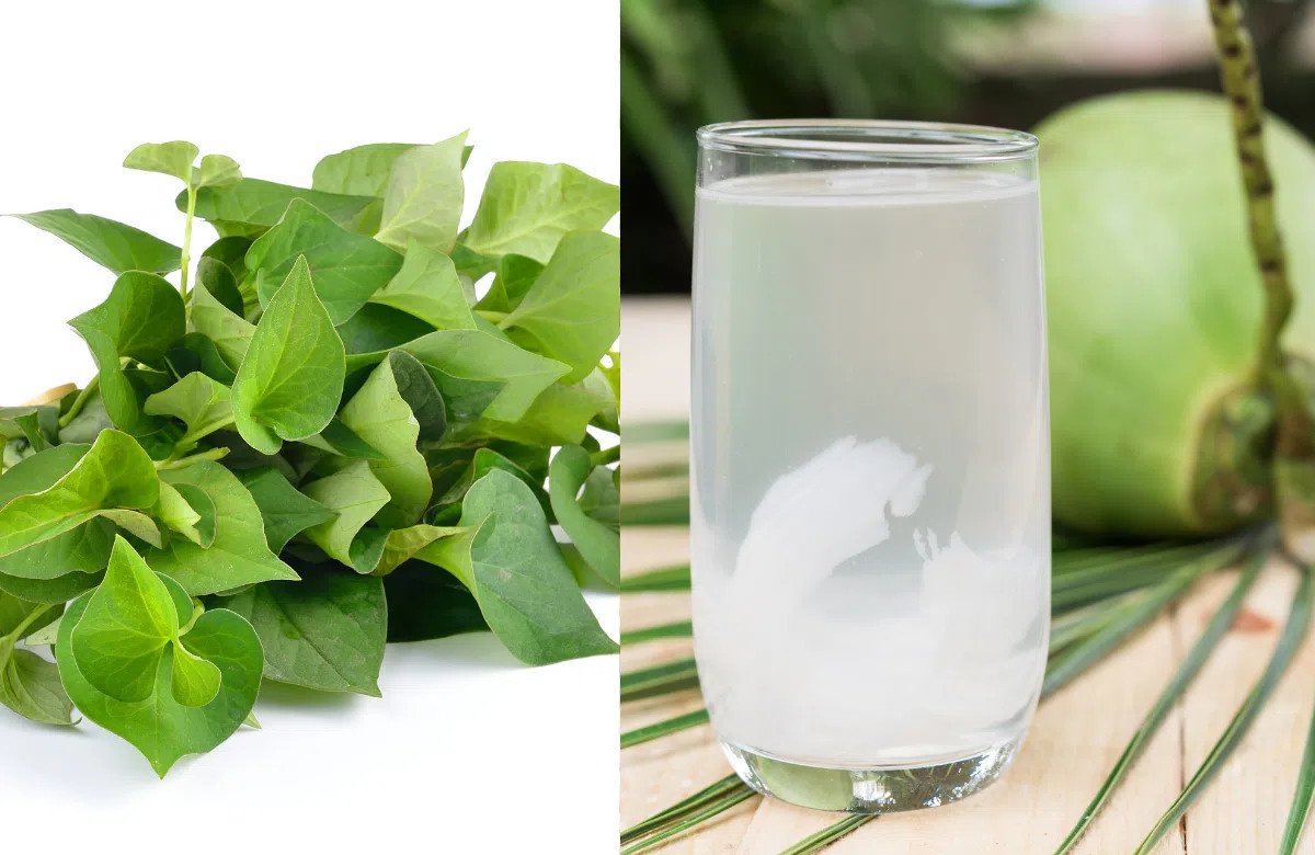 Nước rau diếp cá hòa quyện với nước dừa tươi, một công thức nước rau diếp cá giải khát.