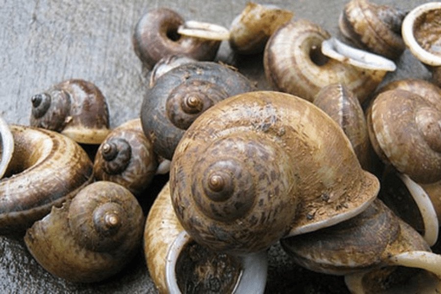 Ốc đá núi bổ dưỡng với thịt dai, giòn, ngọt thanh và hương thơm thảo mộc tự nhiên