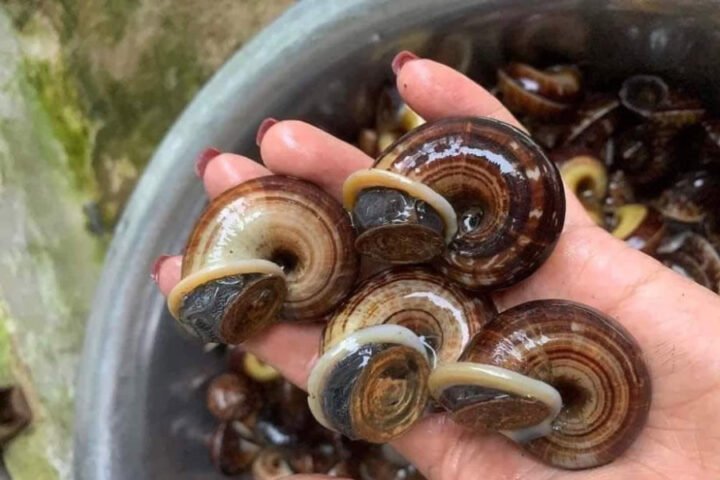 Ốc đá núi đặc sản từ vùng núi đá vôi, hình dáng tương tự ốc bươu nhưng phát triển ngang với miệng loe