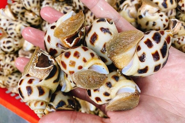 ốc hương tươi sống với vỏ vàng ươm, đầy đặn, chuẩn bị cho món xào bơ tỏi