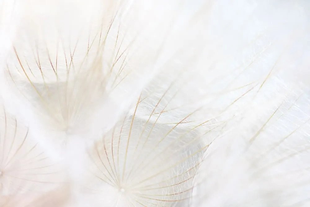 Phân loại bồ công anh khô để nấu nước