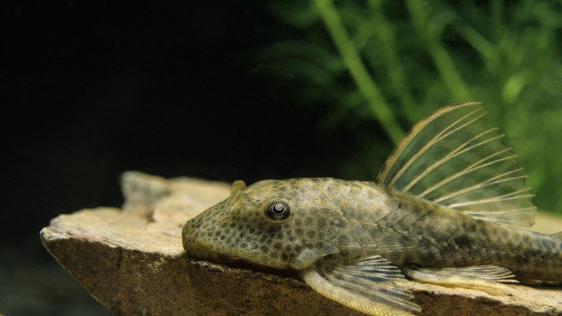 Phân tích ước tính hàm lượng calo và dinh dưỡng trong thịt cá lau kiếng