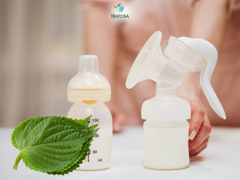 Phụ nữ sau sinh có nên uống nước lá tía tô để lợi sữa?