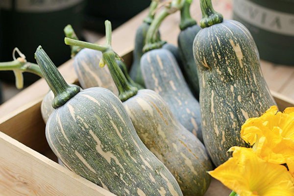 Quả bí đỏ hồ lô tươi ngon chuẩn bị cho cách nấu sữa bí đỏ