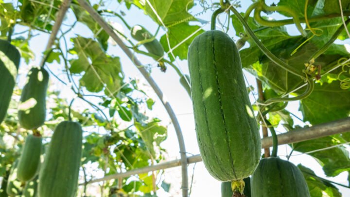 Quả mướp tươi xanh, hình ảnh đại diện cho mướp luộc bao nhiêu calo và giá trị dinh dưỡng của nó.