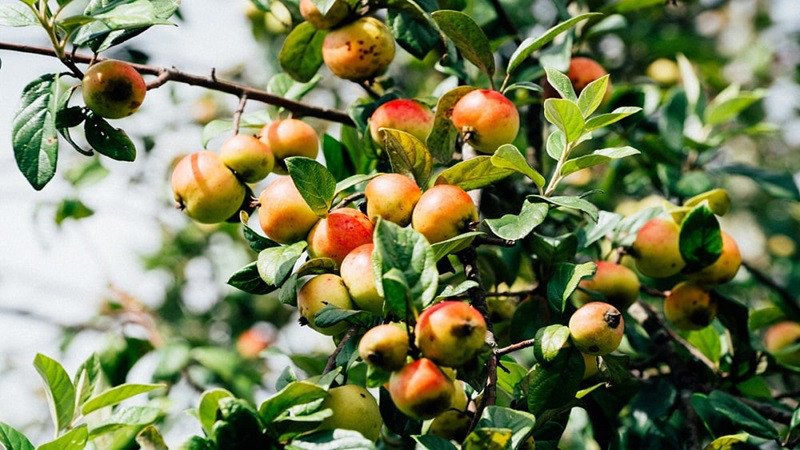 Quả táo mèo khi chín có màu vàng pha hồng đỏ, đẹp mắt