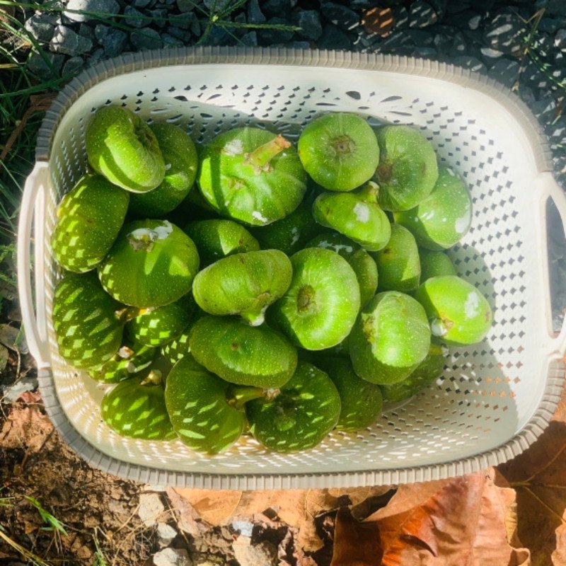 Quả vả tươi đang được gọt vỏ và chuẩn bị ngâm nước muối