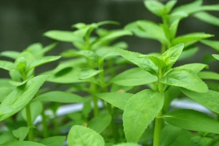 Rau ngổ tươi xanh, nguyên liệu chính cho cách nấu nước rau ngổ thanh mát