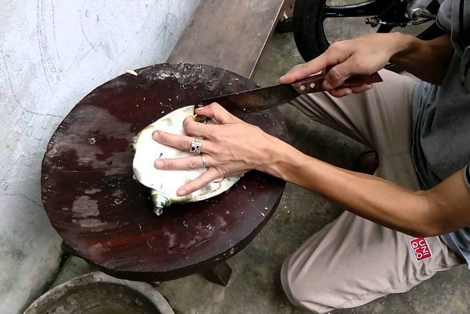 Sau khi mổ, thịt ba ba không nên rửa bằng nước lạnh để tránh mùi tanh