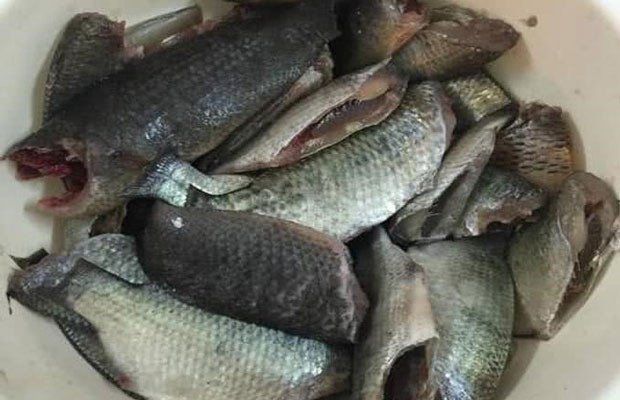 Sơ chế cá rô đồng tươi và xương heo sạch sẽ cho món bún cá rô đồng