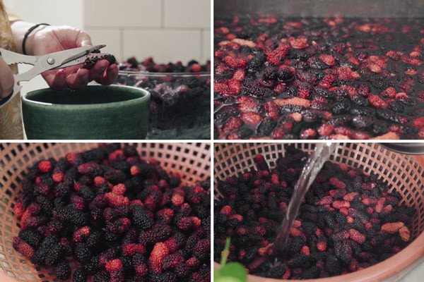 Sơ chế dâu tằm sạch sẽ