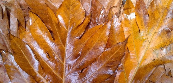 Sơ chế lá sake sạch sẽ trước khi nấu, bước quan trọng trong cách nấu nước lá sake