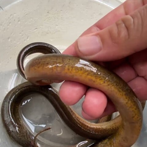 Sơ chế lươn bằng chanh