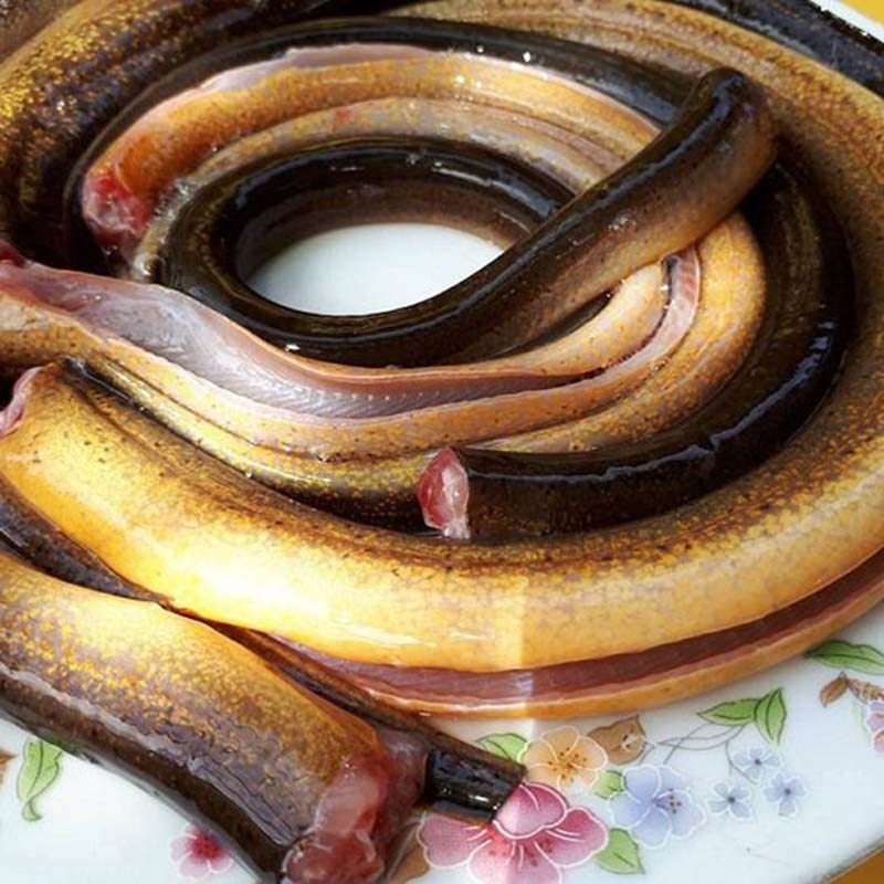 Sơ chế lươn để nấu cháo lươn đậu xanh