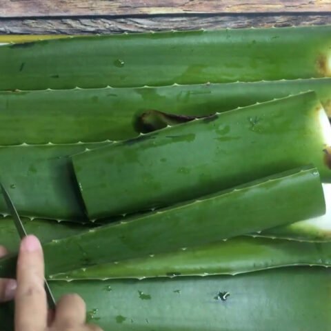 Sơ chế và cắt nha đam