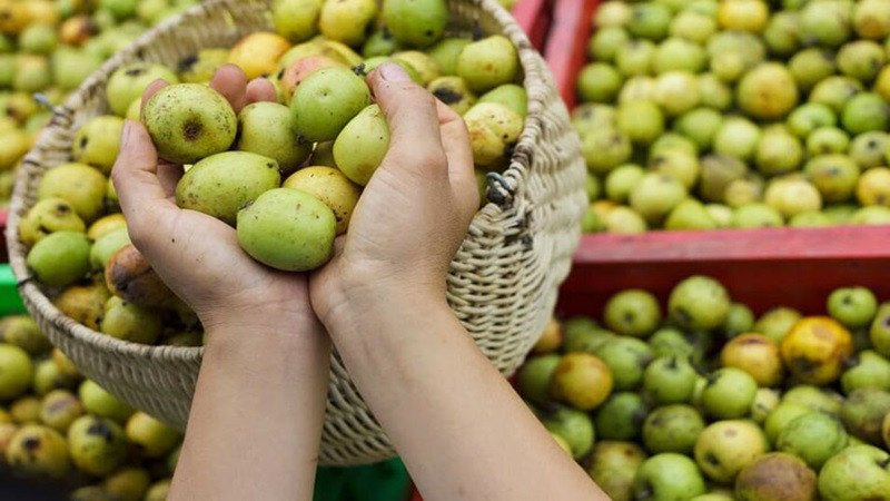 Sơn tra được đánh giá rất cao về tác dụng dược lý nên thường dùng làm dược liệu