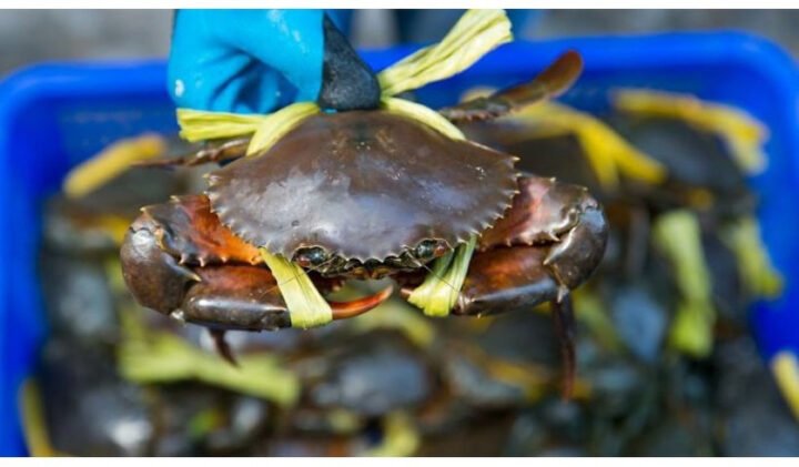Thịt cua biển tươi ngon với giá trị dinh dưỡng cao