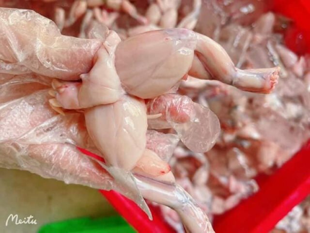 Thịt ếch sau khi sơ chế sạch sẽ