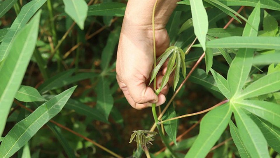 Thu hoạch rau sắn tươi non vào mùa hè để có hương vị ngon nhất