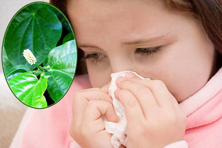 Thức uống nóng hổi từ lá lốt gừng nghệ giúp giảm triệu chứng cảm cúm