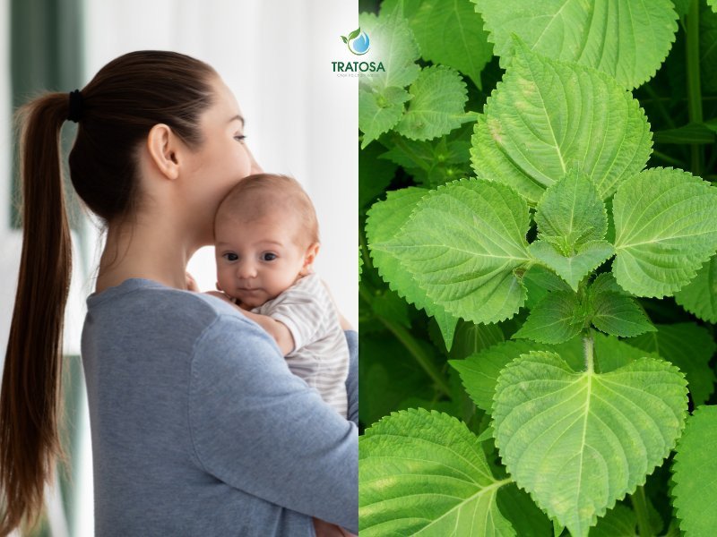 Tổng hợp các lợi ích của lá tía tô với phụ nữ sau sinh