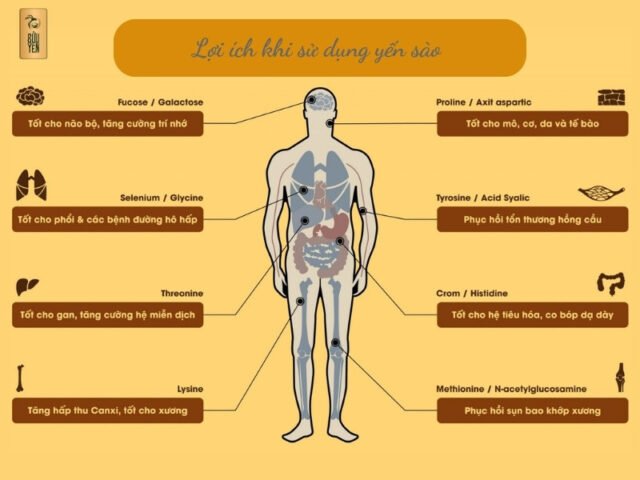 Tổng hợp lợi ích sức khỏe từ việc sử dụng yến sào đều đặn, nguồn dinh dưỡng quý giá giúp bồi bổ cơ thể và trẻ hóa làn da.