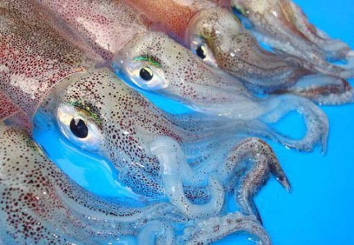 Tuyển chọn mực tươi ngon để có món xào chất lượng