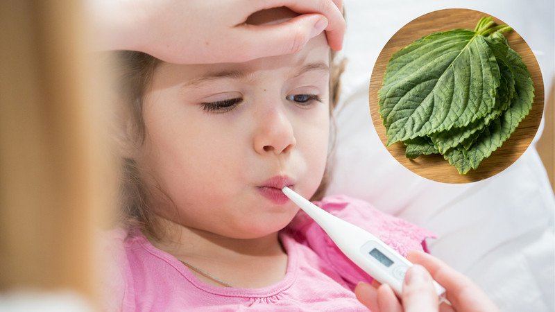 Uống nước lá tía tô giúp hạ sốt