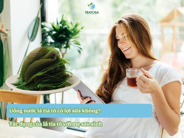 Uống nước lá tía tô hỗ trợ sức khỏe mẹ sau sinh