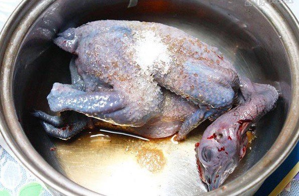 Ướp gia vị cho gà ác trước khi tiến hành hầm thuốc bắc