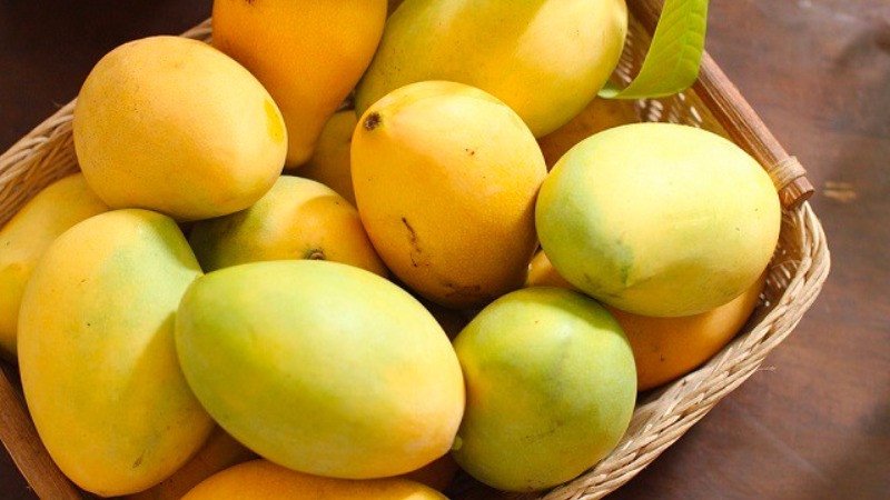 Xoài cát vàng ươm