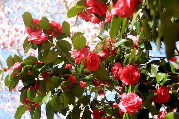 Cách nấu nui với mọc thanh ngọt cho bữa sáng gia đình