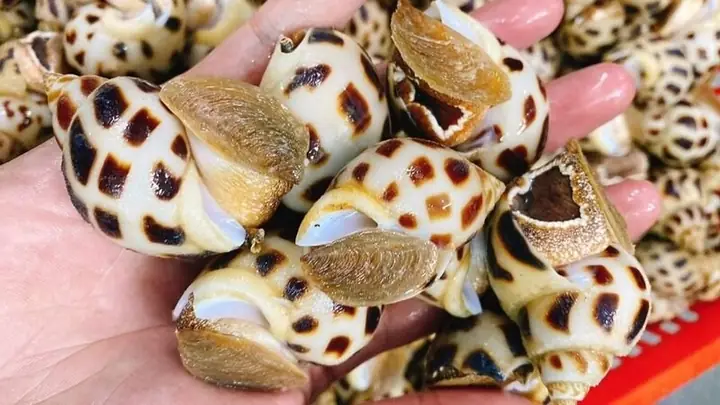 1Cách chọn mua ốc tươi ngon