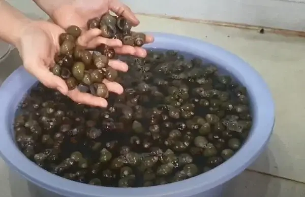 Hướng dẫn làm sạch ốc