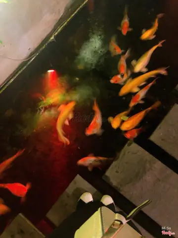 Phúc An Vegetarian & Coffee: Đánh Giá Chi Tiết Nhà Hàng Chay Tại Đà Nẵng Phúc An Vegetarian & Coffee: Đánh Giá Chi Tiết Nhà Hàng Chay Tại Đà Nẵng