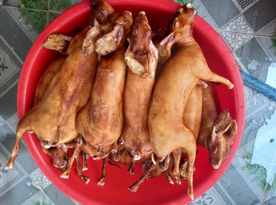 Cách cắt tiết và làm thịt thỏ nhanh, sạch, không bị ám mùi 2 Cách cắt tiết và làm thịt thỏ không tanh, chuẩn đầu bếp