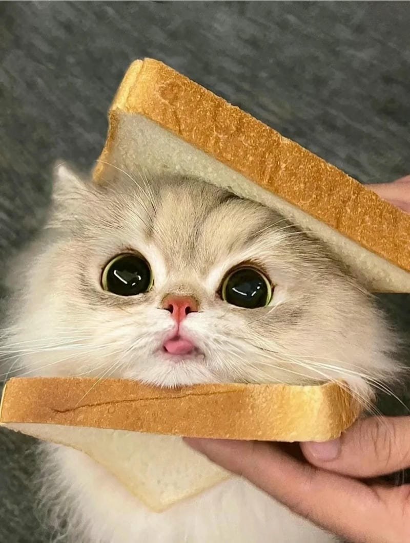 ảnh cute vô tri 10
