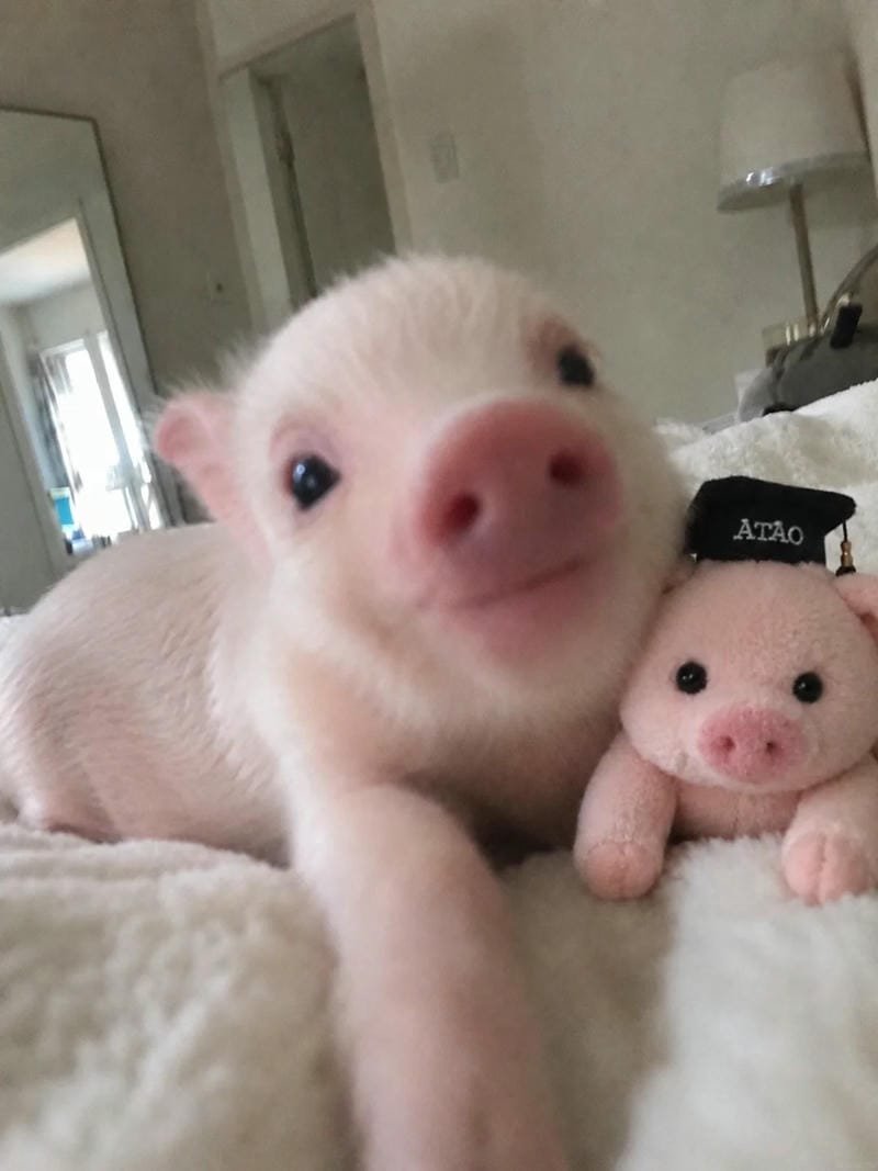 ảnh cute vô tri 21