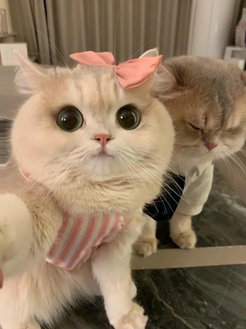 ảnh cute vô tri 23