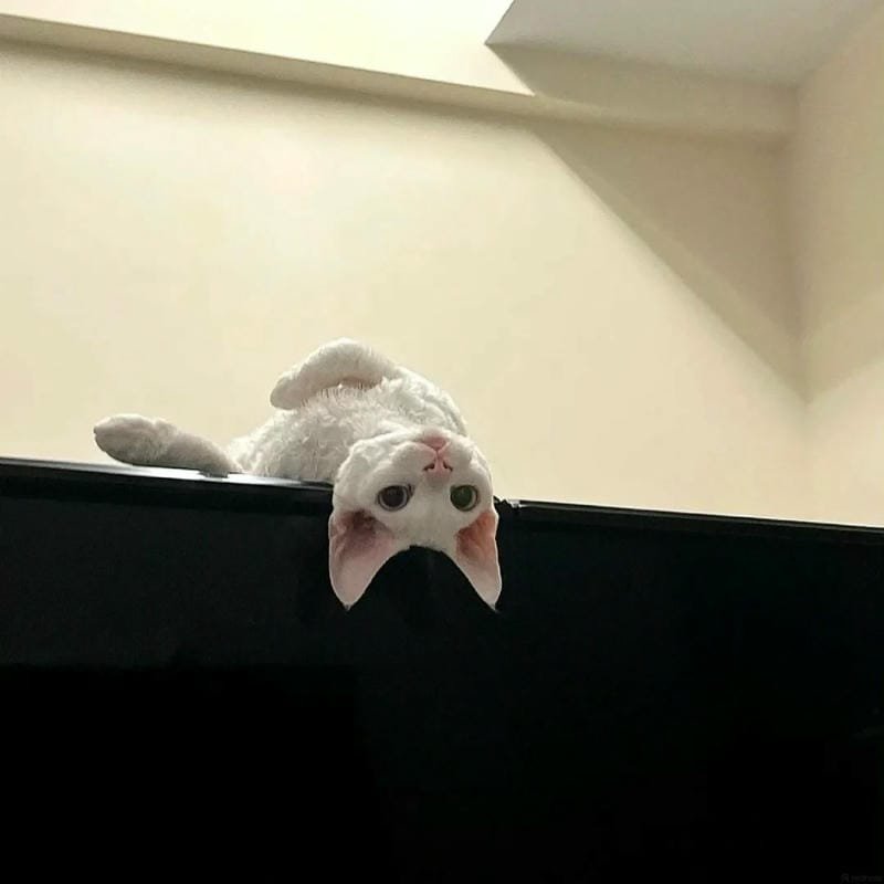 ảnh cute vô tri 24