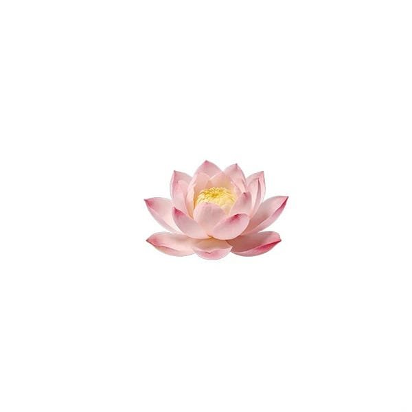 Bộ 150+ ảnh đại diện trắng đẹp tinh tế dành cho mọi nền tảng 18 ảnh đại diện trắng 18