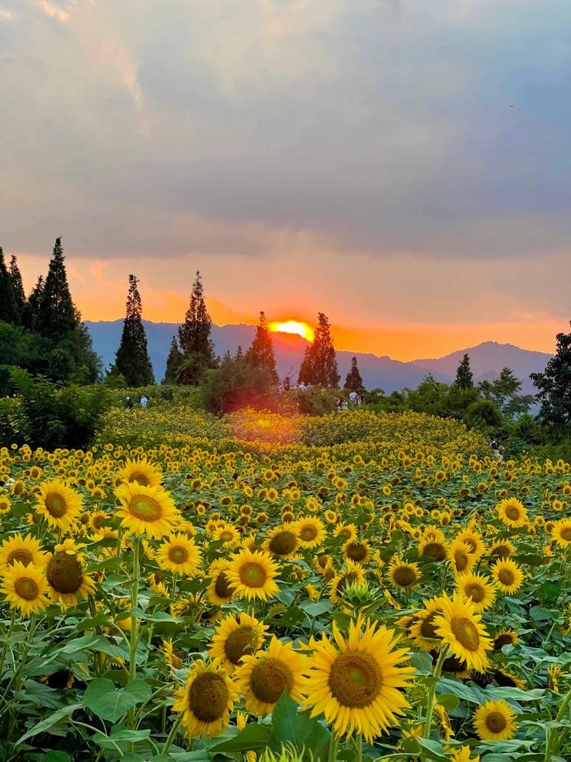 ảnh hoa hướng dương đẹp