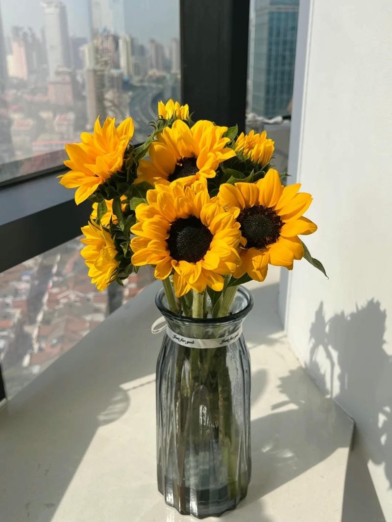 ảnh hoa hướng dương 36