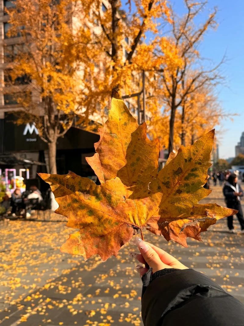 ảnh mùa thu 4