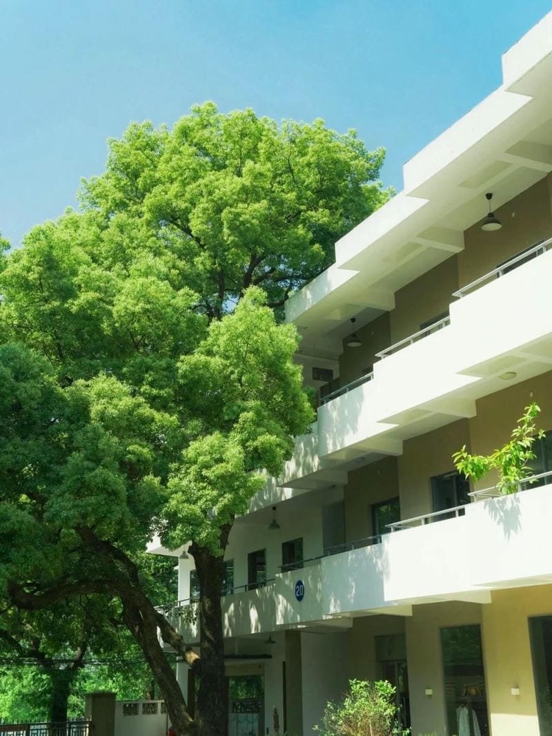 188+ Ảnh trường học xanh với những góc check in đẹp bất ngờ 9 ảnh trường học xanh 22
