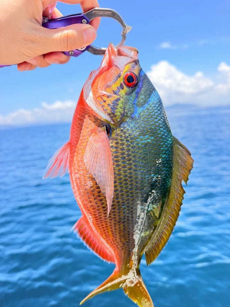 267+ Hình ảnh con cá đẹp với đủ màu sắc làm say lòng người 16 hình ảnh con cá đẹp 16