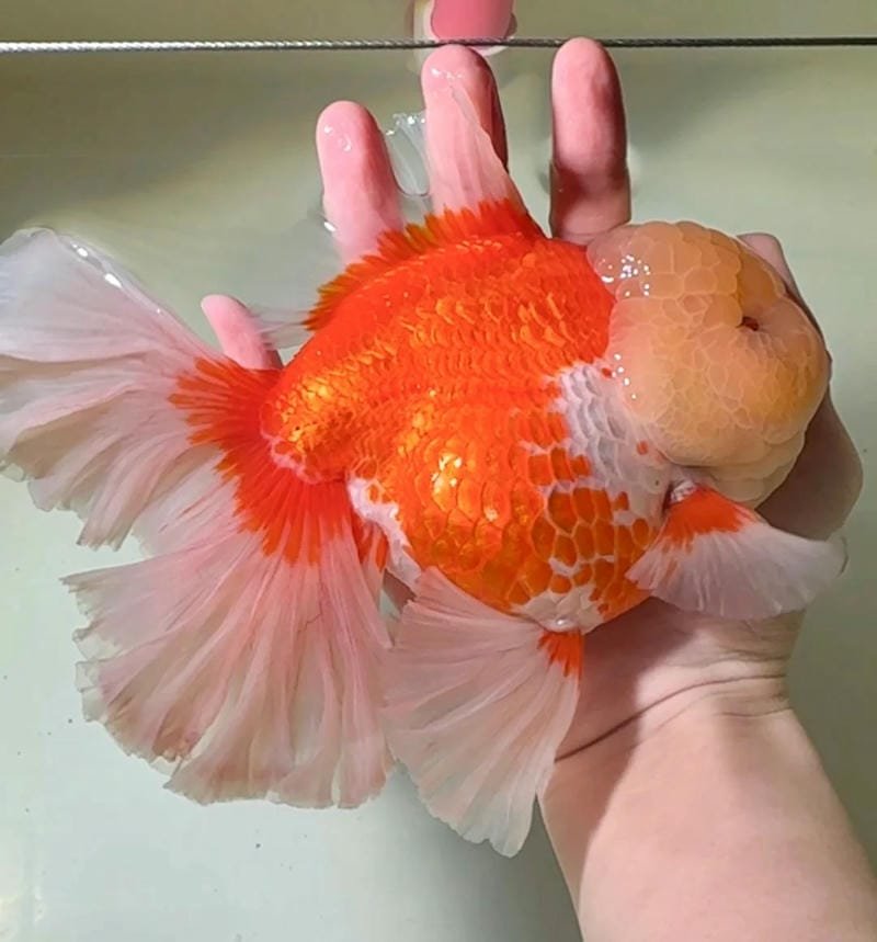 267+ Hình ảnh con cá đẹp với đủ màu sắc làm say lòng người 22 hình ảnh con cá đẹp 22