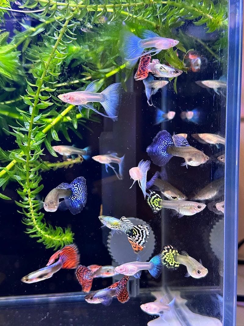 267+ Hình ảnh con cá đẹp với đủ màu sắc làm say lòng người 28 hình ảnh con cá đẹp 28