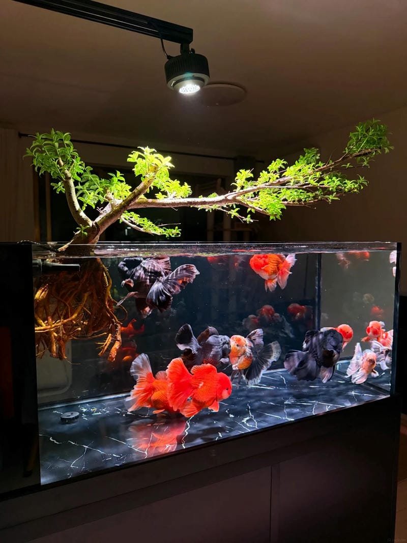 Tuyển tập 169+ hình ảnh con cá vàng đẹp mê ly muốn ngắm mãi 18 hình ảnh con cá vàng 18
