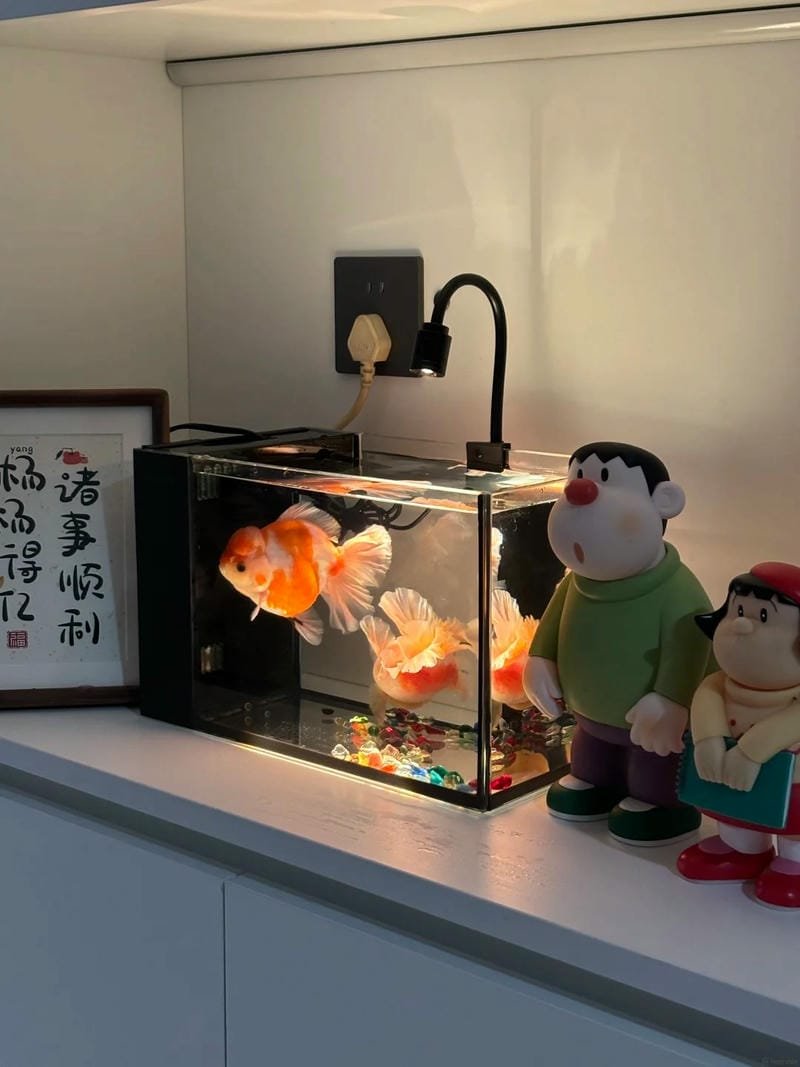 Tuyển tập 169+ hình ảnh con cá vàng đẹp mê ly muốn ngắm mãi 22 hình ảnh con cá vàng 22